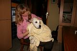 SECHAGE - GOLDEN RETRIEVER 026